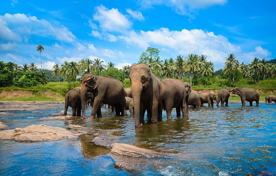 Pinnawala Elephant Orphanage